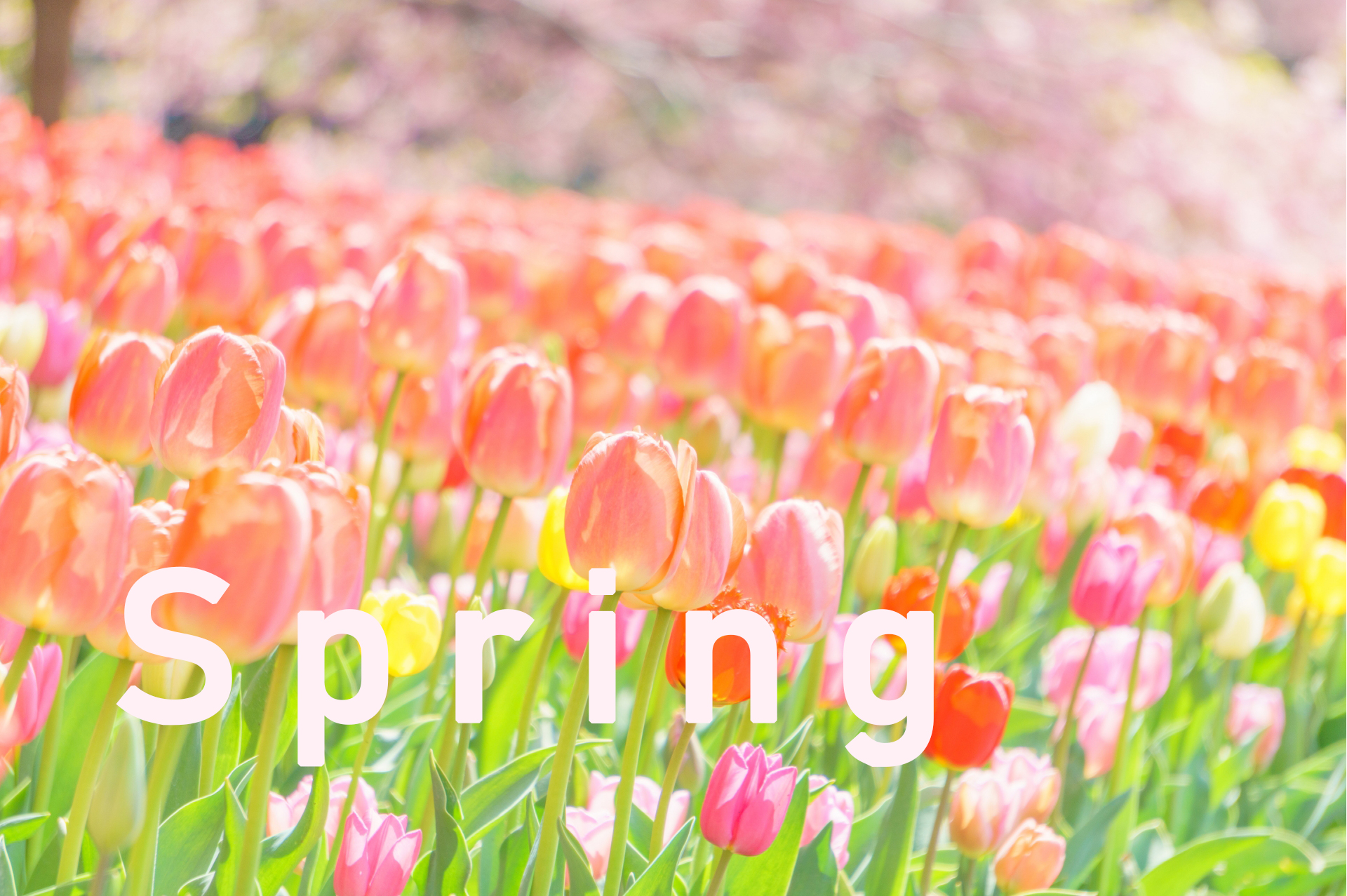 チューリップ畑